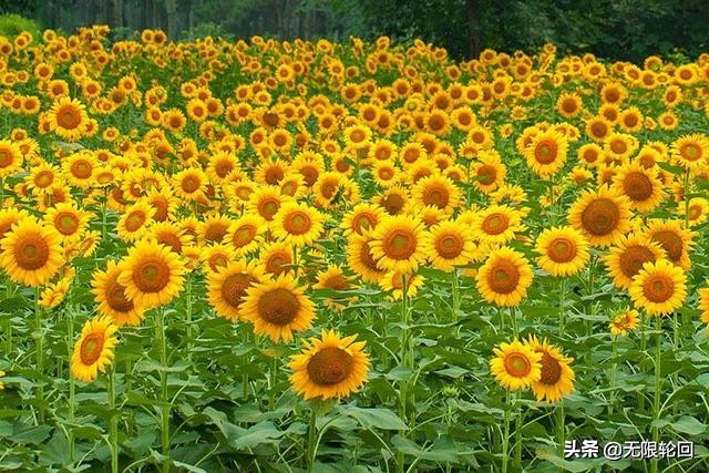 太阳花寓意(太阳花寓意着什么精神) 太阳花寓意(太阳花寓意着什么精神)