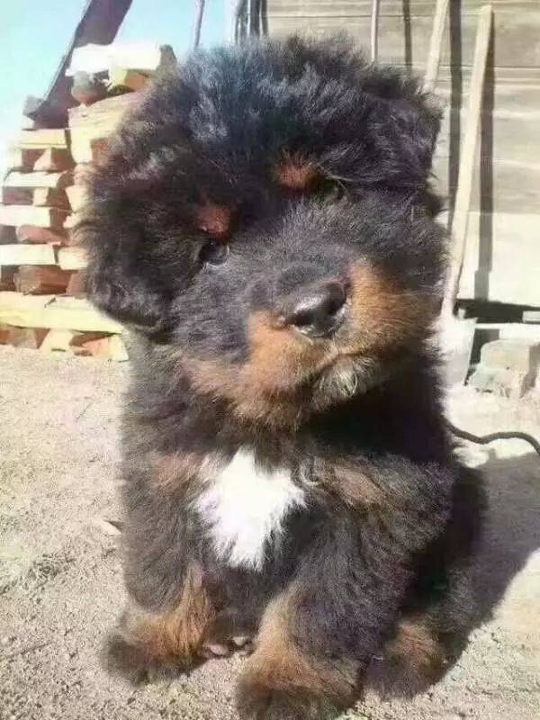 蒙古獒(蒙古獒幼犬)