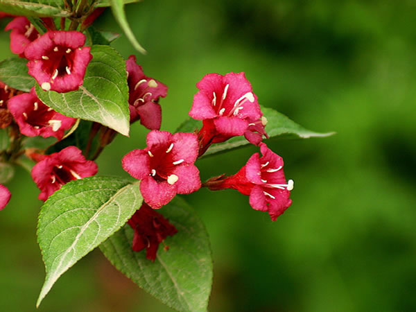 海仙花(海仙花的养殖方法和注意事项)