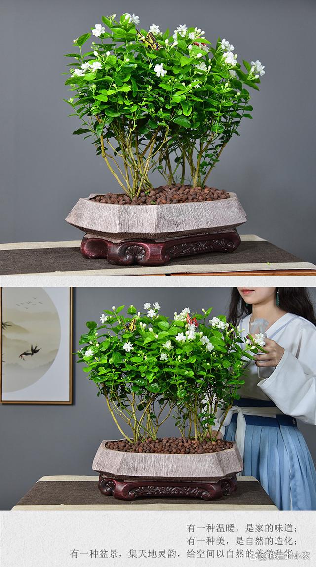 茉莉的养殖方法和注意事项(双色茉莉的养殖方法和注意事项) - 冠木百
