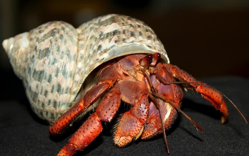 大寄居蟹(大寄居蟹和小寄居蟹可以养在一起吗) - 冠木百科