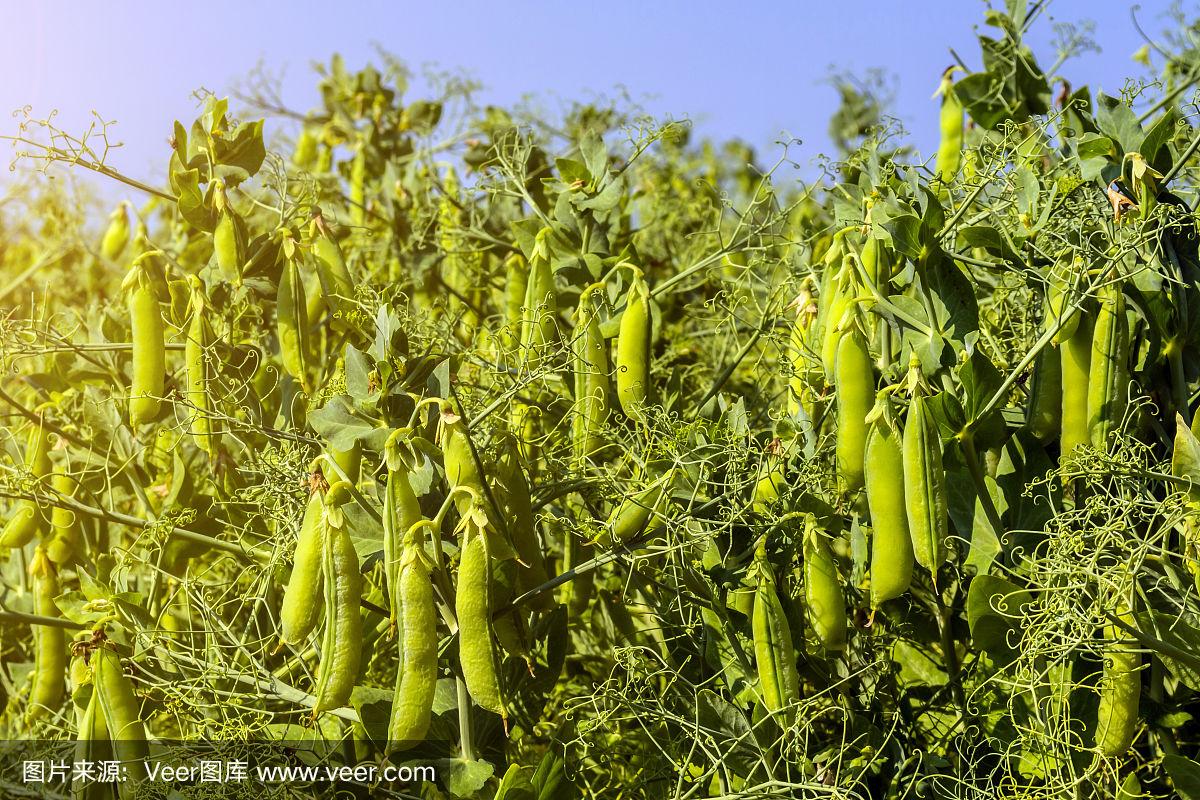 豌豆豆(豌豆豆荚的颜色有绿色和黄色两种,绿色a)