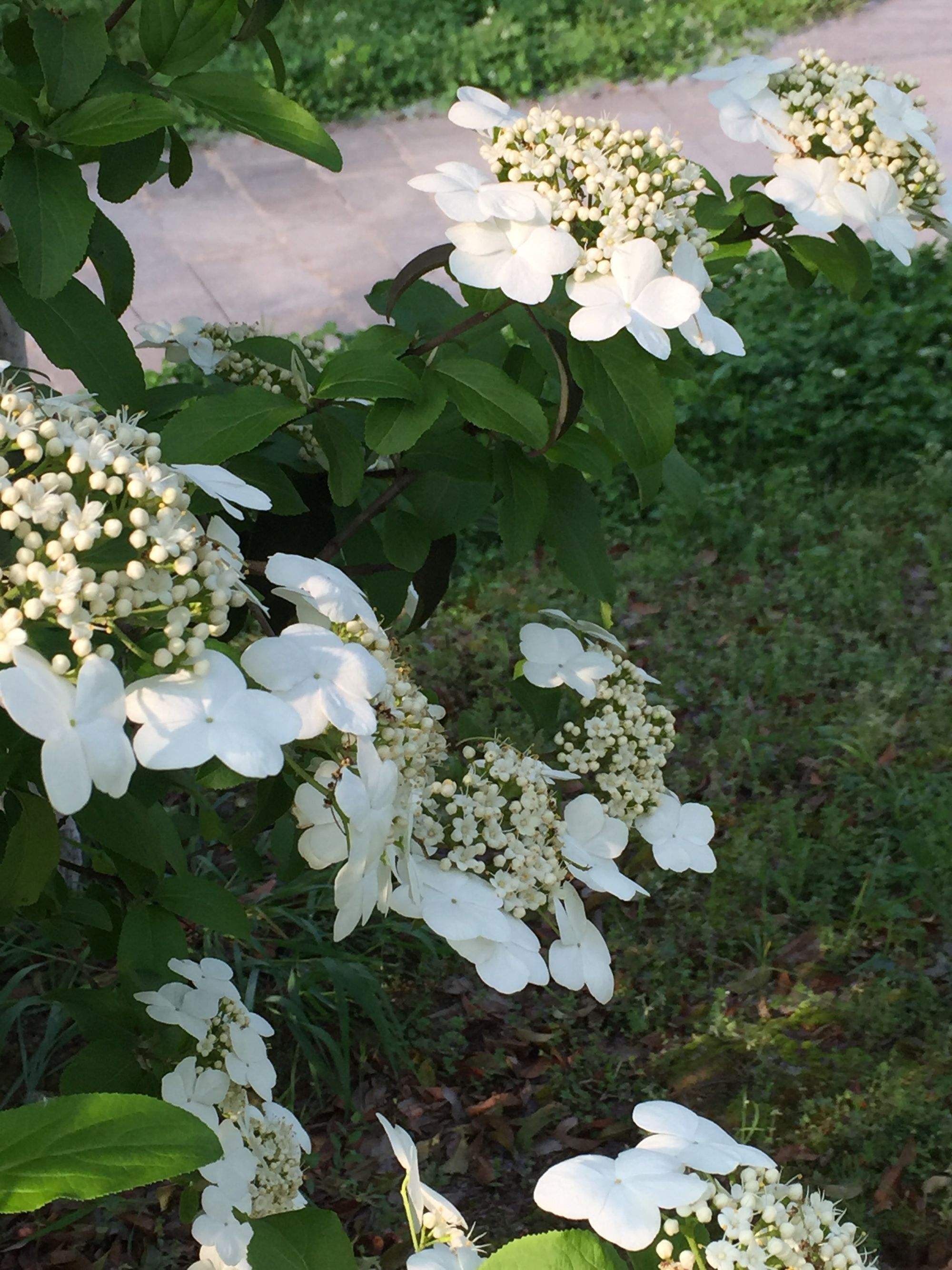 琼花(琼花是哪个城市的市花)