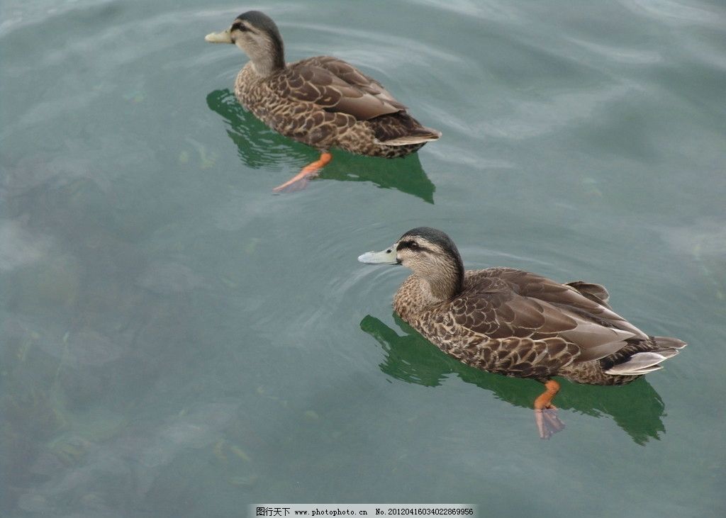 水鸭(水鸭怎么做好吃)