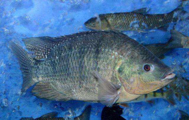 尼罗罗非鱼(尼罗罗非鱼的做法怎么做才好吃)