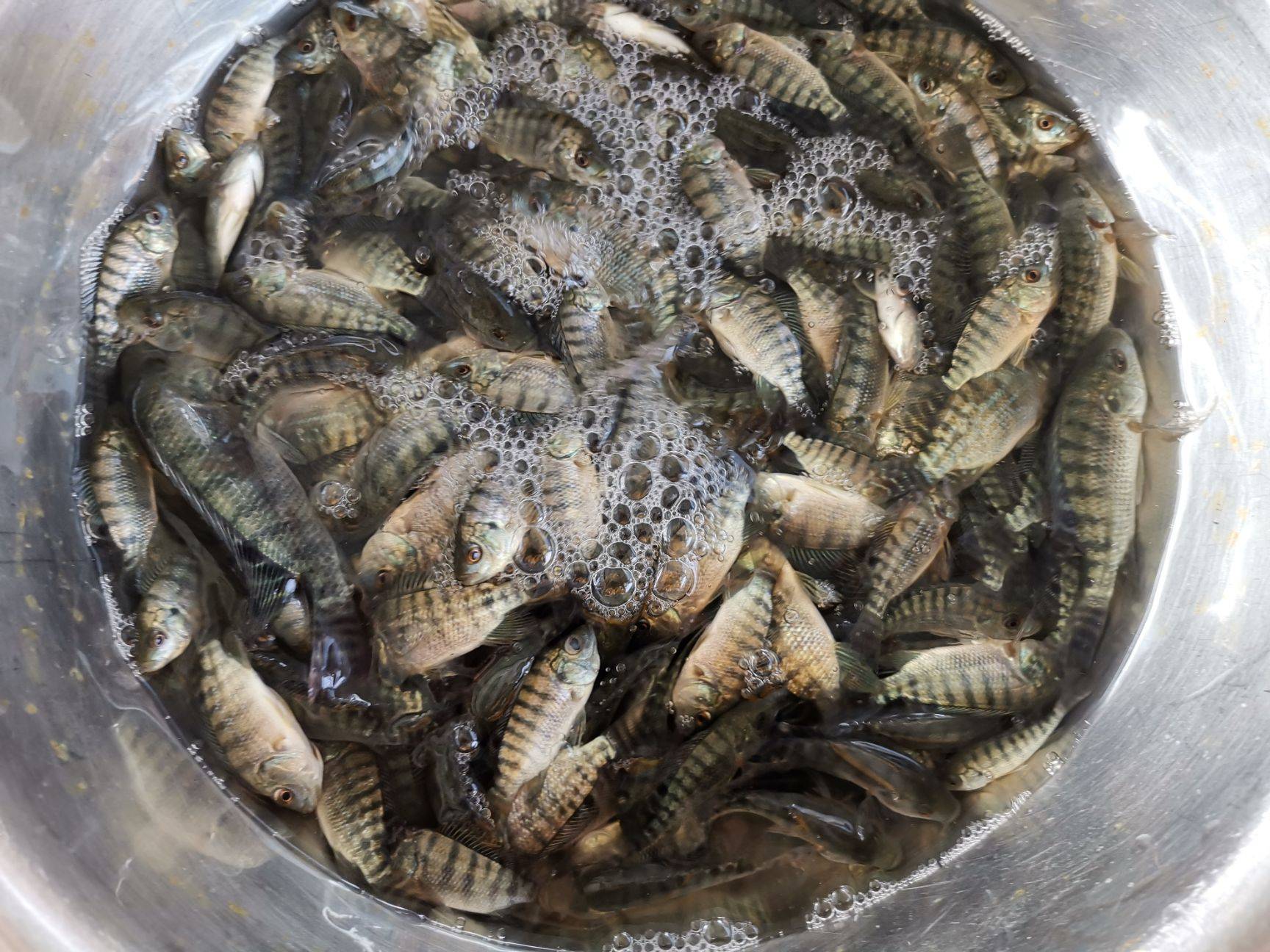 尼罗罗非鱼(尼罗罗非鱼的做法怎么做才好吃)