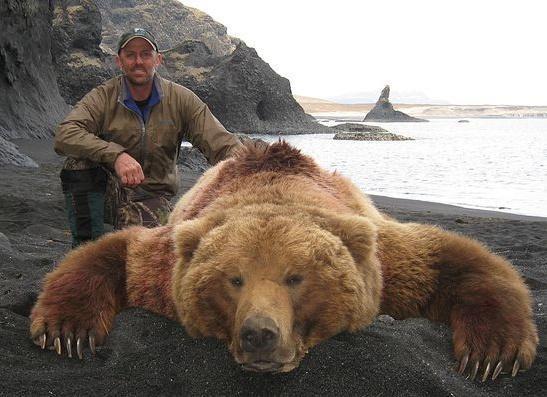 估计野生种群1000只左右;在俄罗斯本土,棕熊有两种,西伯利亚棕熊和