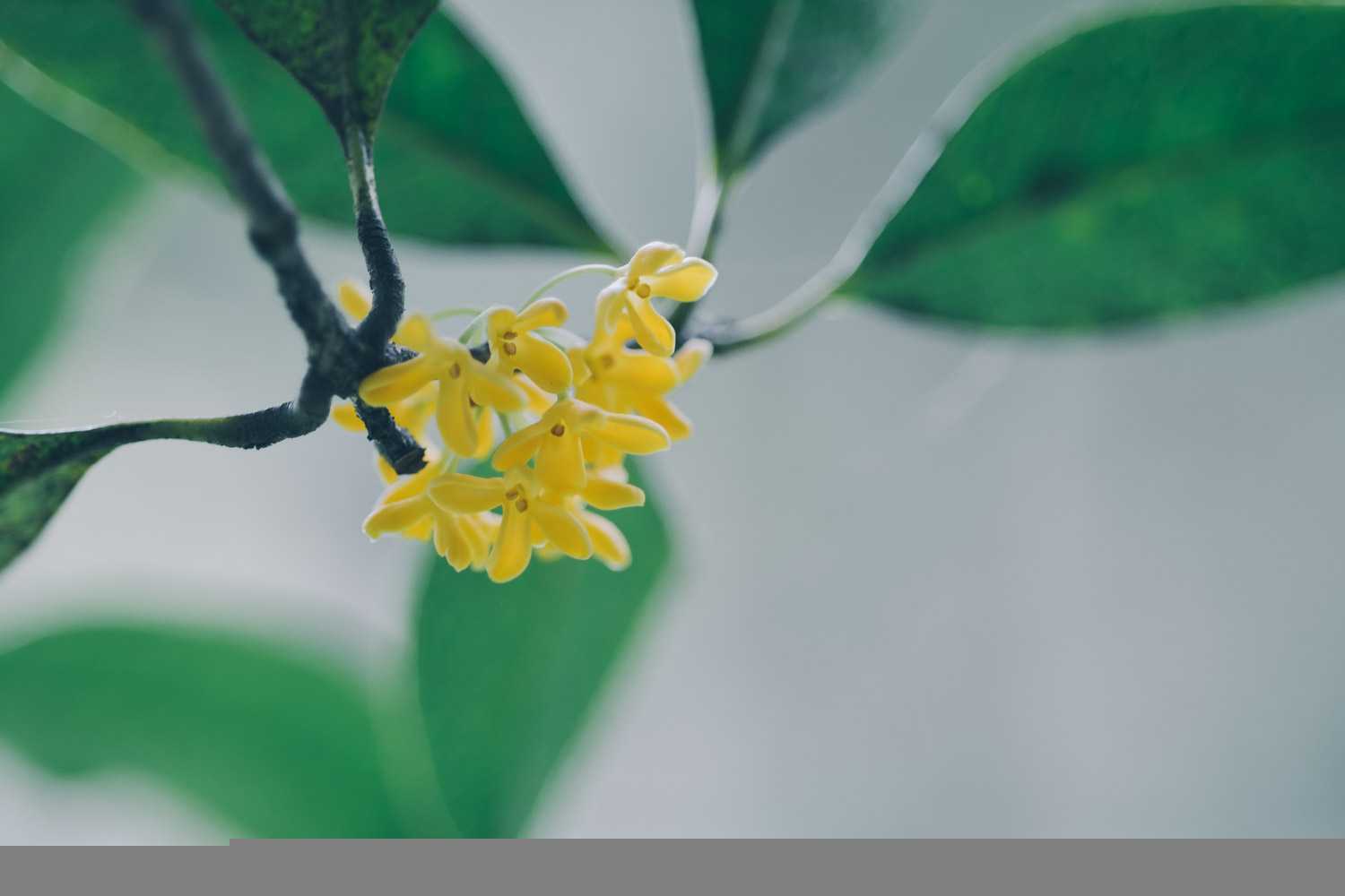 桂花为什么叫木樨(桂花为什么叫木樨花)