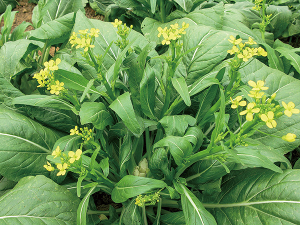 菜薹(菜薹怎么做才好吃)