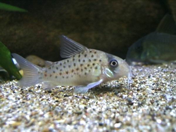 白鼠鱼(白鼠鱼吃什么)