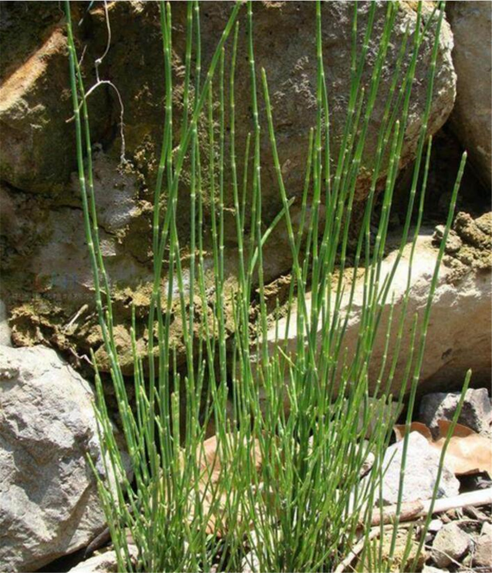 节节菜(节节菜怎么做好吃)