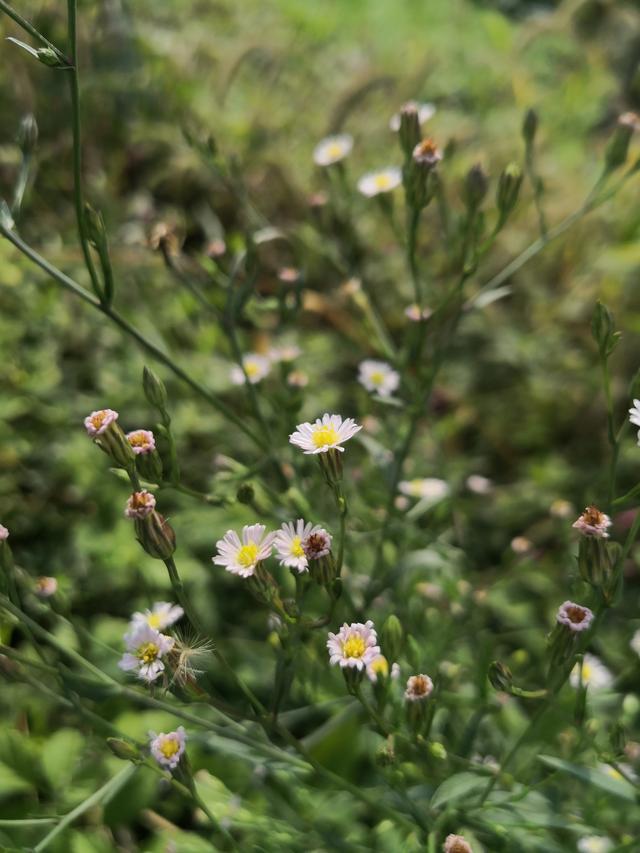 是一种具有一定药用价值钻形紫菀的食用野菜4而且由于紫菀有些苦味