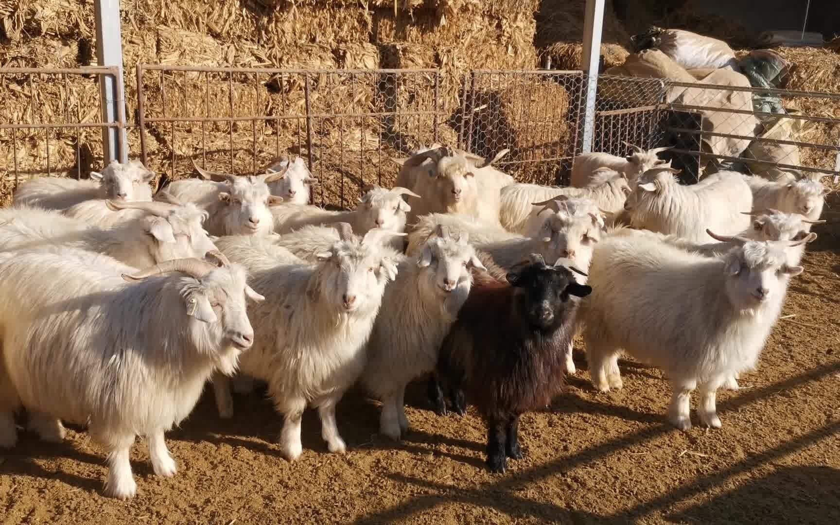 羯羊(羯羊肉多少钱一斤)