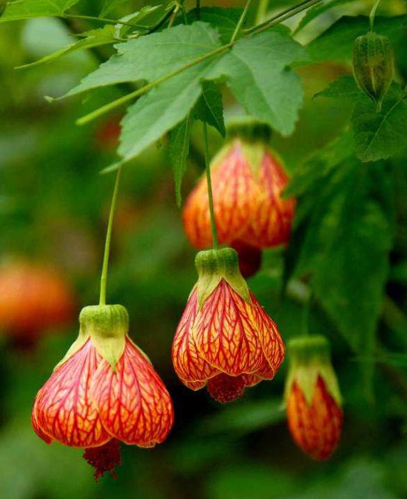 1,金铃花的花型特殊,叶片翠绿,并且花期较长,是很多花友都非常喜欢的