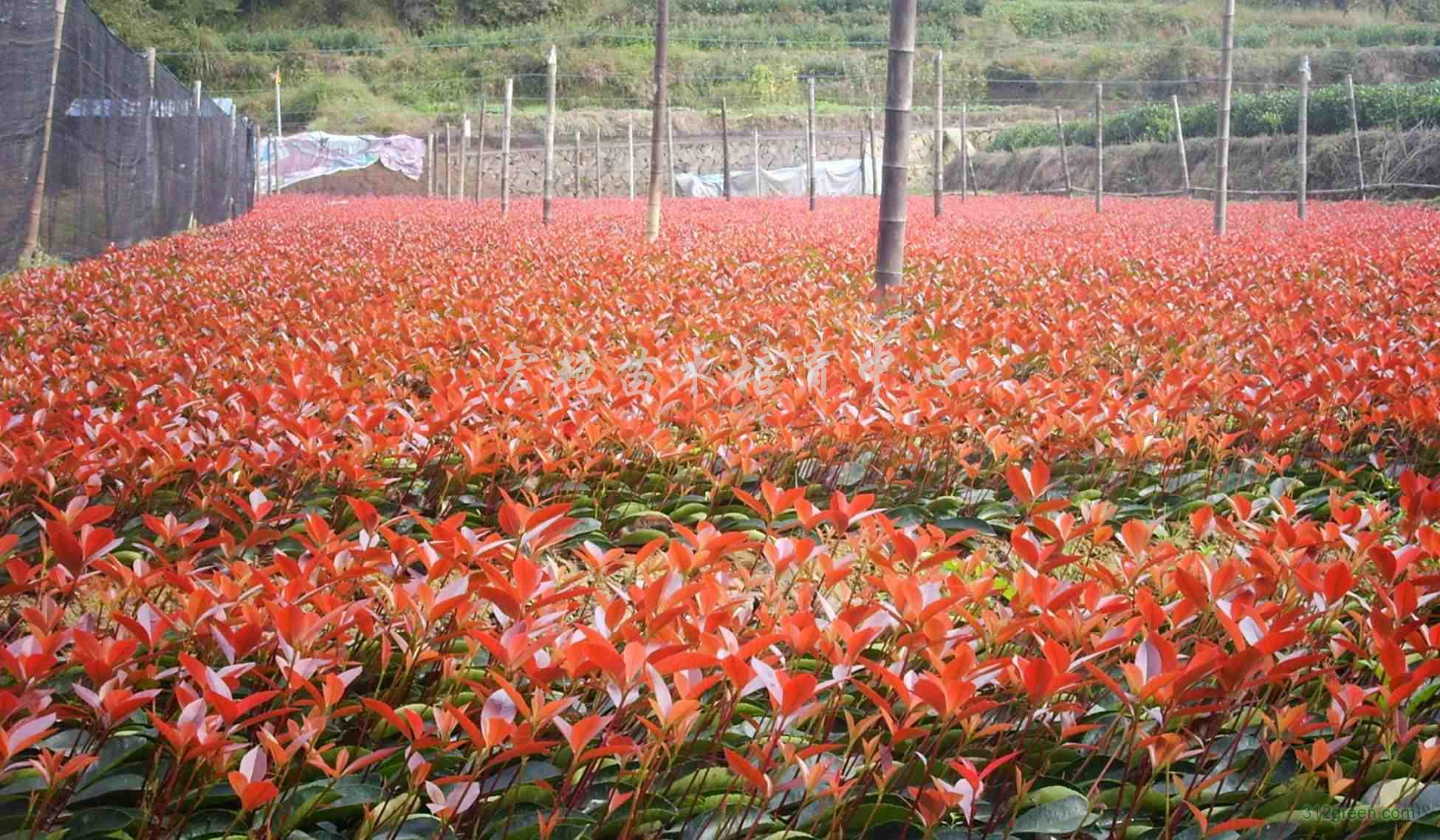 红叶草(红叶草药的功效与作用)