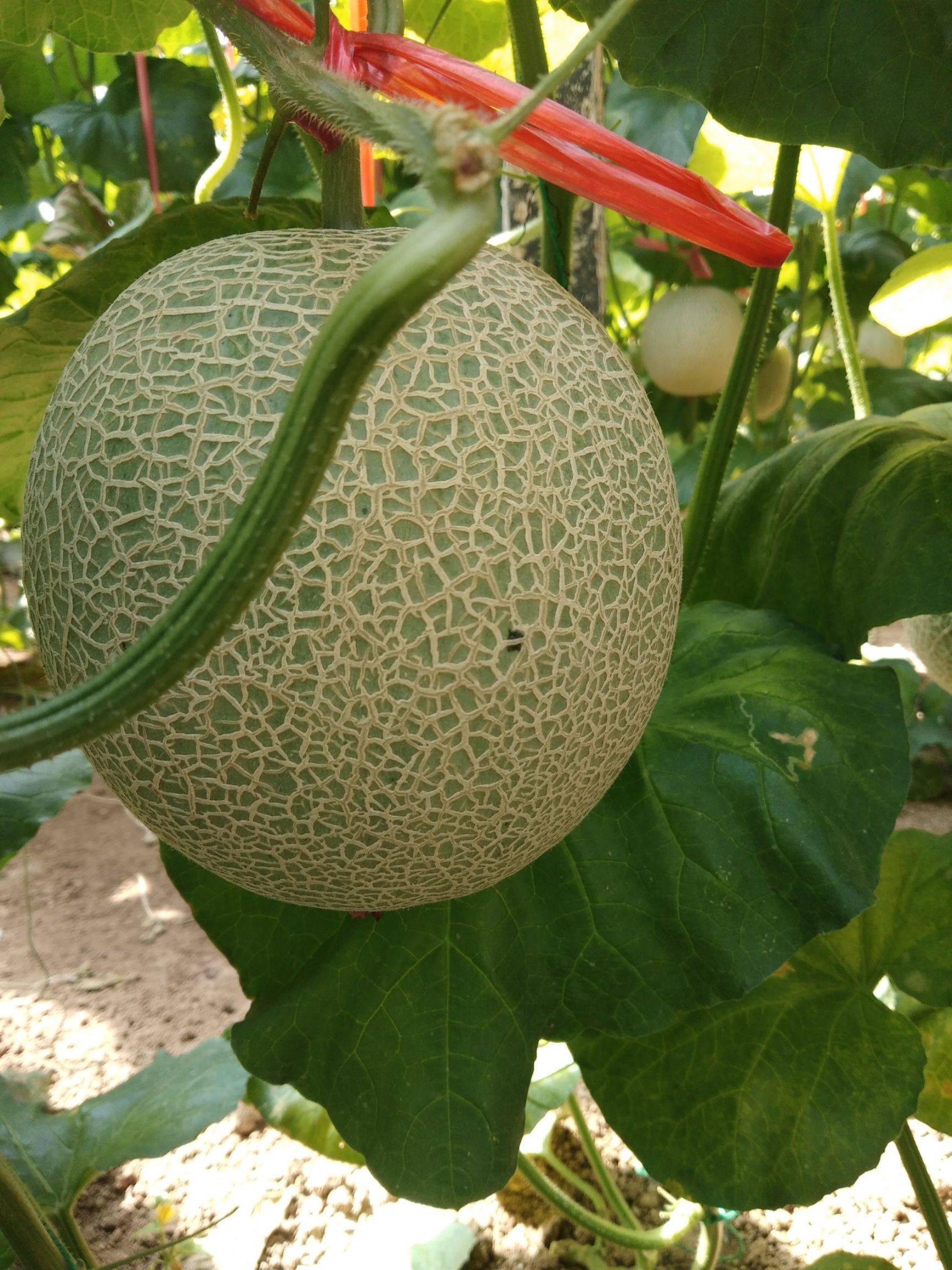 网纹瓜果实呈圆球形,顶部有新鲜绿色果藤果皮翠绿,带