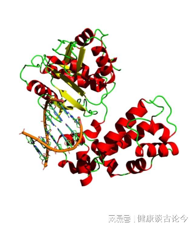 核糖核酸酶(牛胰核糖核酸酶)