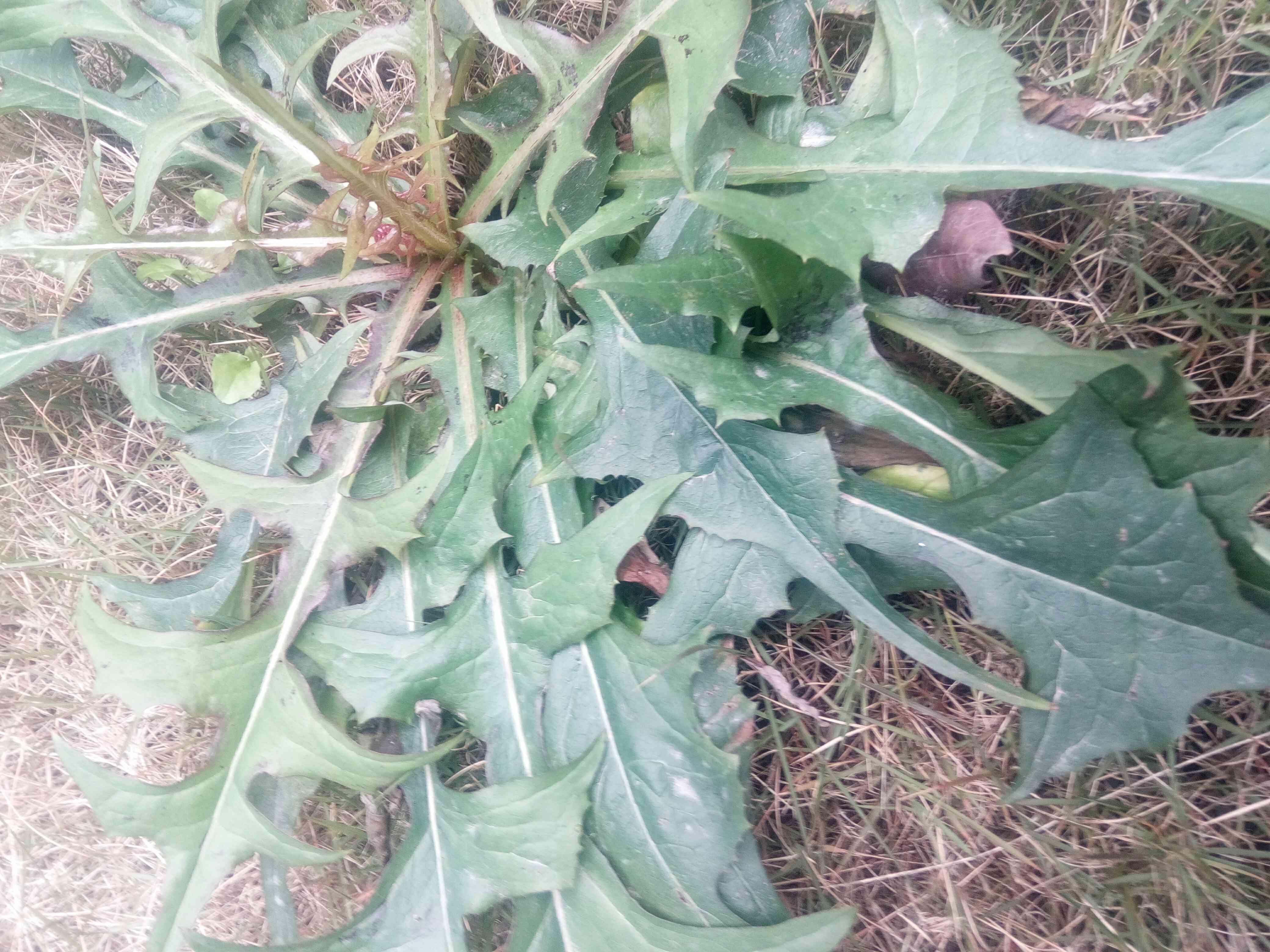 野莴苣(野莴苣的功效与作用)