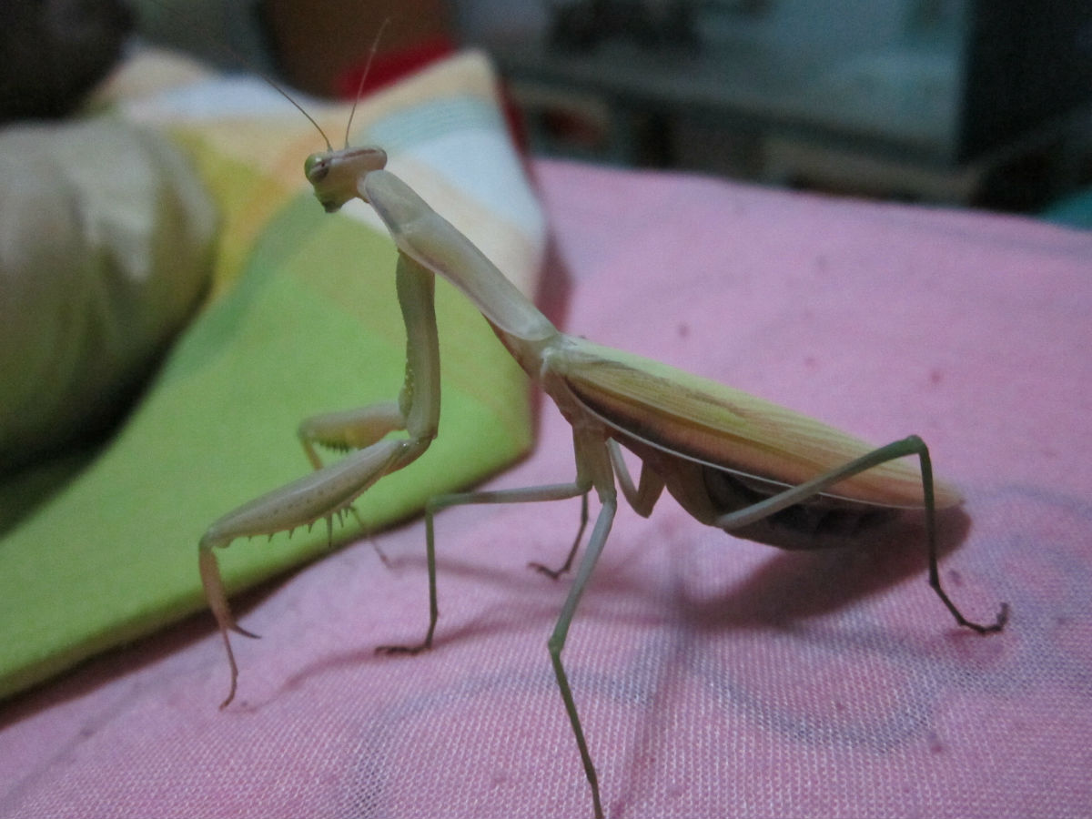 螳螂是害虫吗(螳螂是害虫吗为什么)